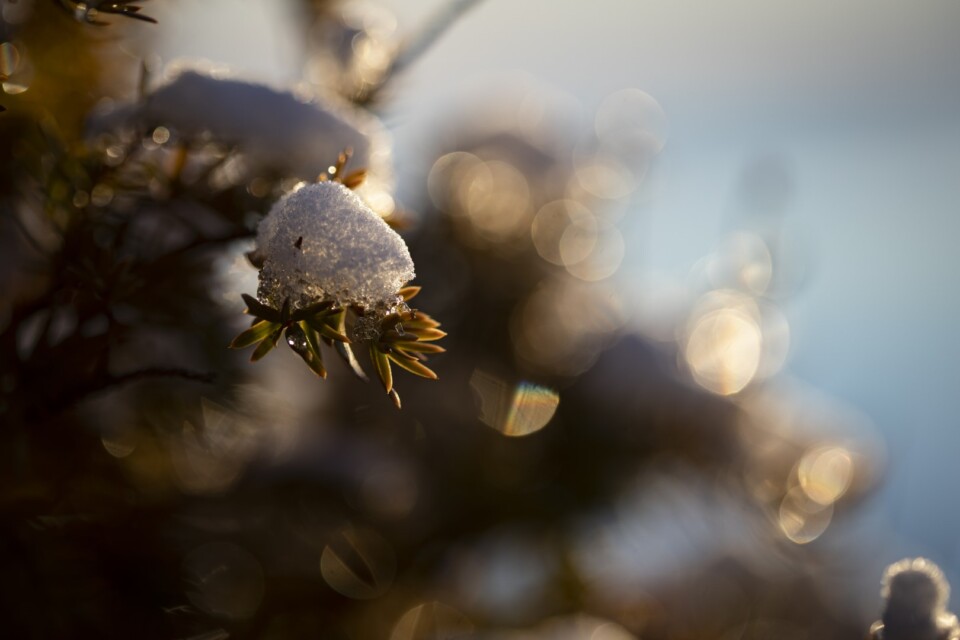 Tree branch covered in snow during the winter sunset