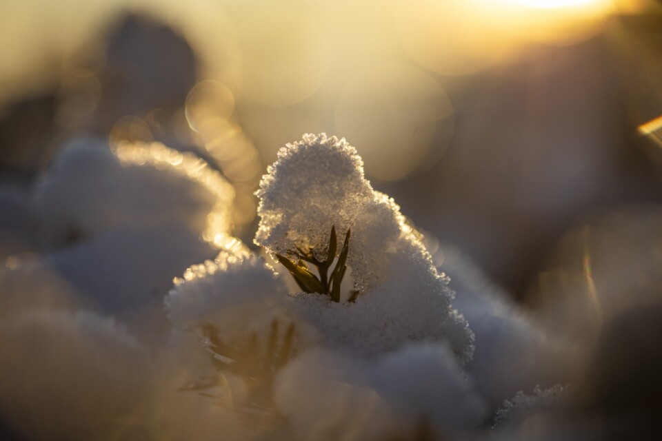 Tree branch covered in snow during the winter sunset