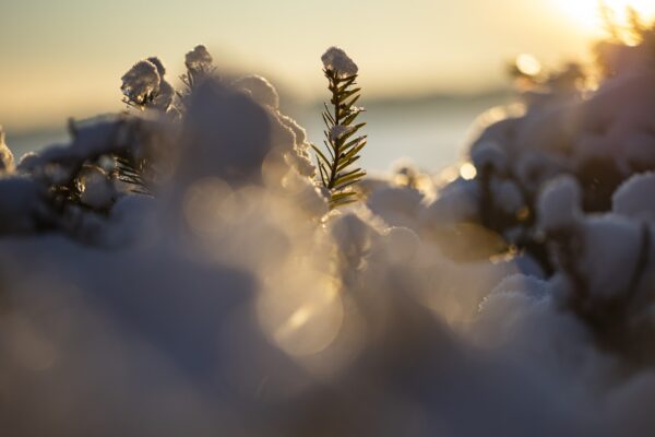 Tree branch covered in snow during the winter sunset