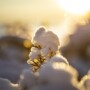 Et nærbilde av en liten plante dekket av nysnø, mykt opplyst av en varm, gyllen soloppgang eller solnedgang i bakgrunnen, noe som skaper en fredelig vinteratmosfære med en uskarp, glødende effekt.
