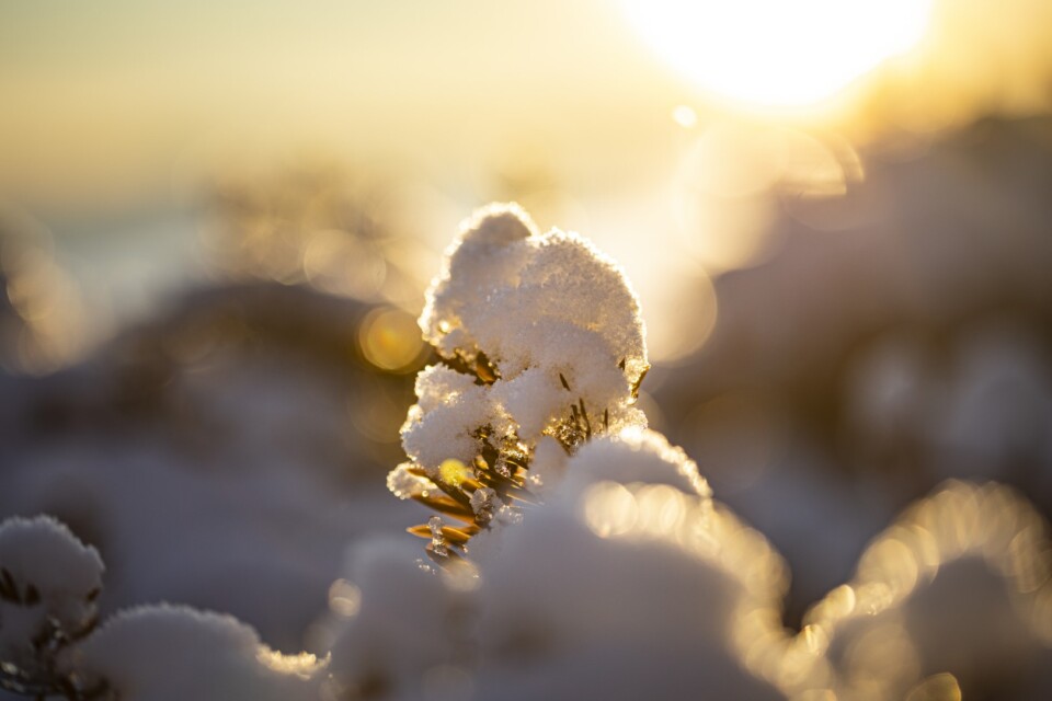 Tree branch covered in snow during the winter sunset