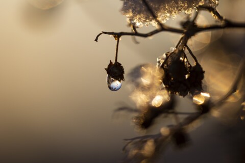 Water drop in the winter sunset.