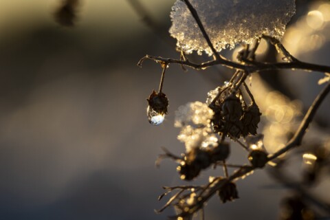 Water drop in the winter sunset.