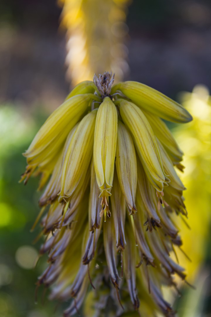 Aloe vera