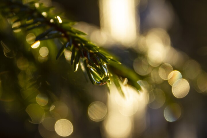 Et nærbilde av en grønn furugren med sollys som skaper en myk, gyllen bokeh-effekt i den uskarpe bakgrunnen.