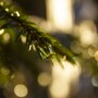 Et nærbilde av en grønn furugren med sollys som skaper en myk, gyllen bokeh-effekt i den uskarpe bakgrunnen.