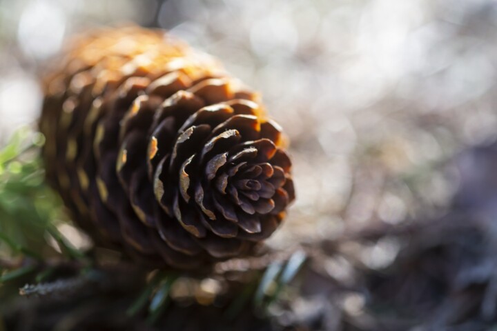 Close-up of Pine Cone in Nature