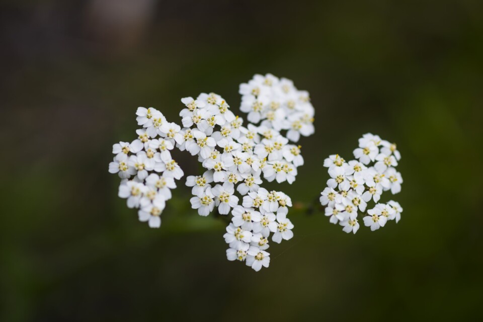 White blooming yarrow flower