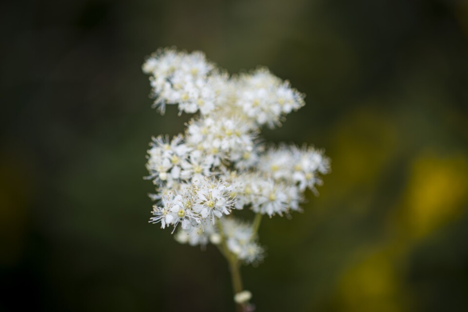 White blooming yarrow flower