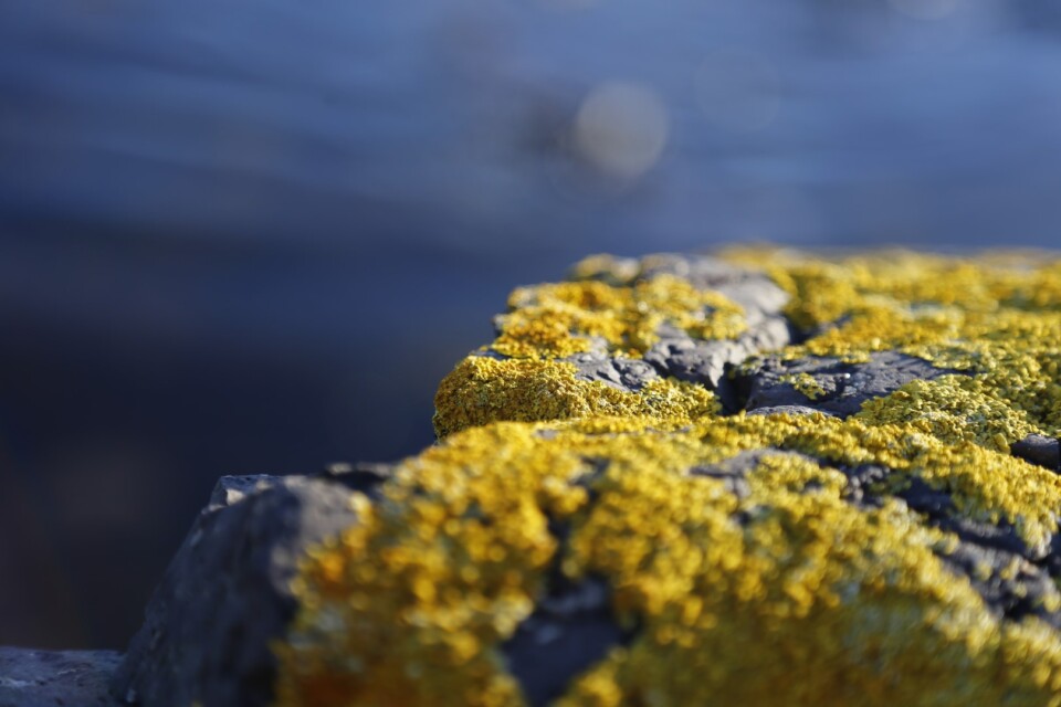 CloseUp photo Stones and Rocks on a seashore covered with yellow moss with blue sea background