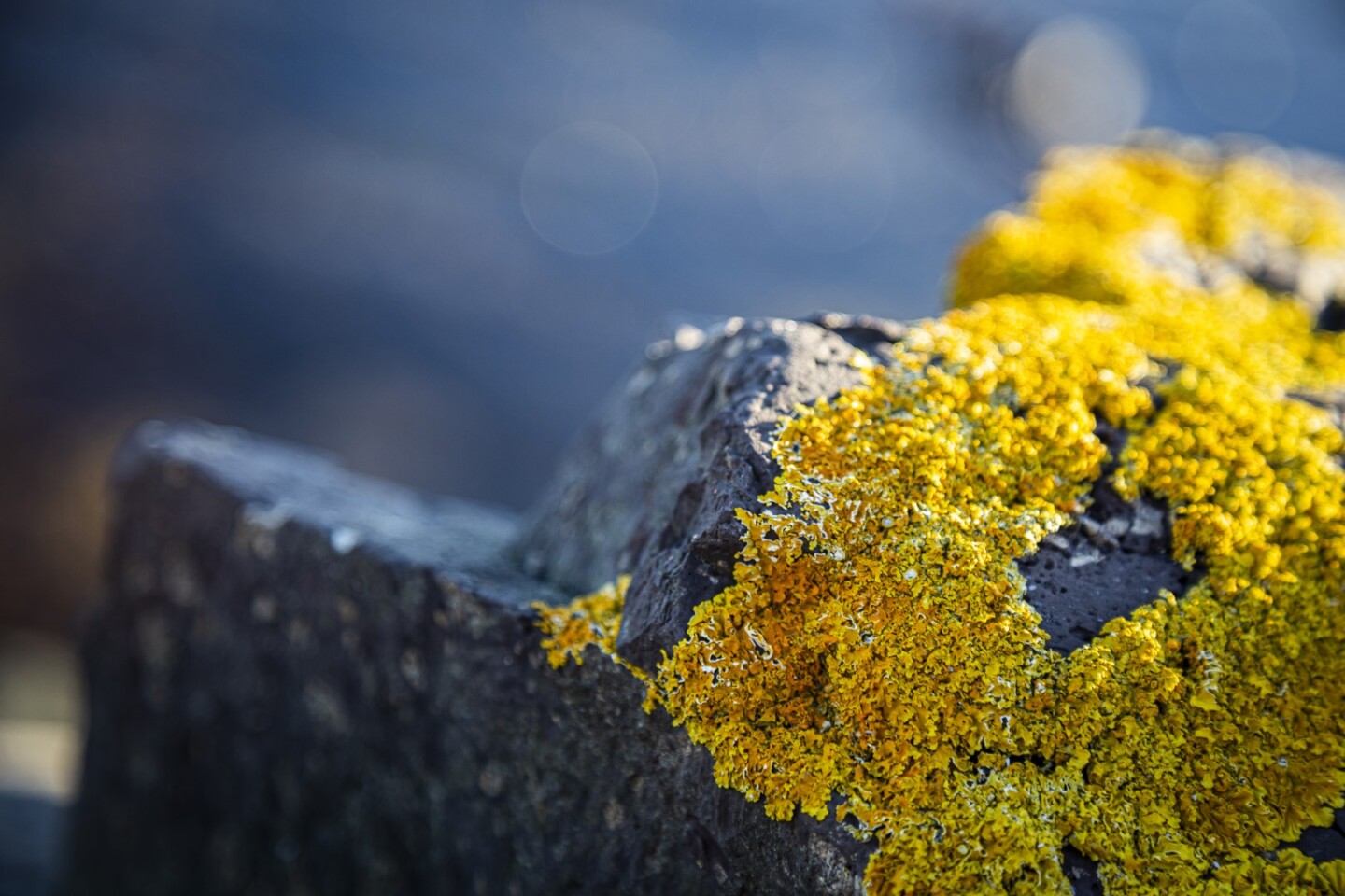 Rocks covered with yellow moss with blue sea background