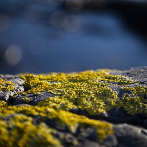 Rocks covered with yellow moss with blue sea background