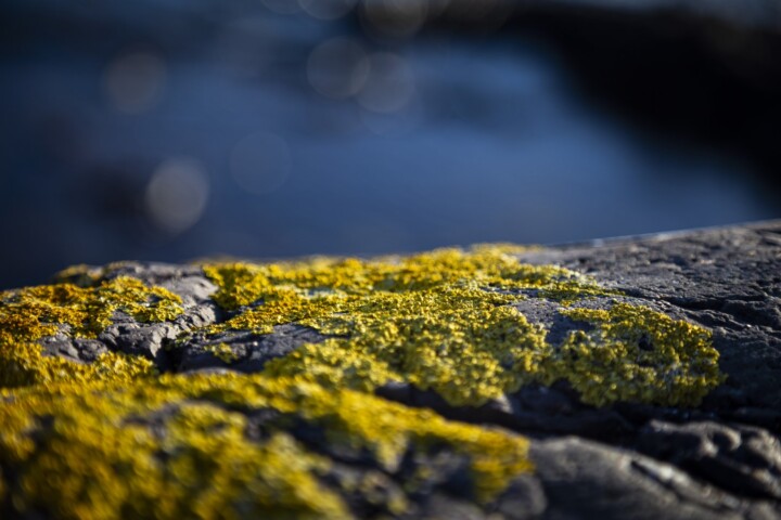Yellow Lichen on Rocky Surface