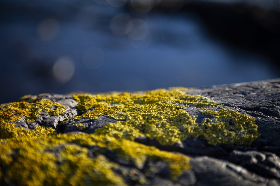 Rocks covered with yellow moss with blue sea background
