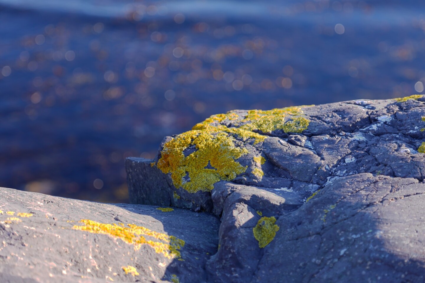 Yellow moss, sea, stones.