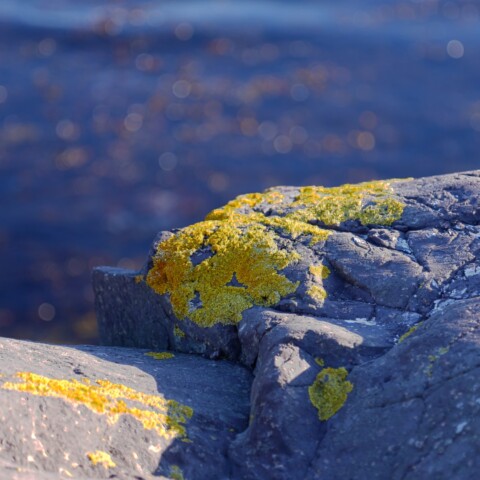 Yellow moss, sea, stones.